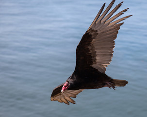 Turkey Vultures