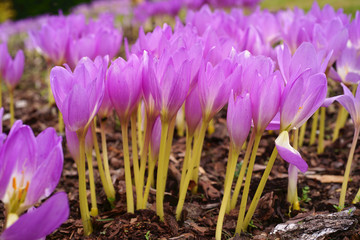 Beautiful pink colchicum