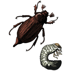 Hanneton-Larve de Hanneton