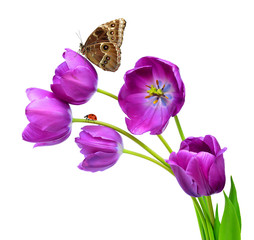 fresh purple tulips with butterfly morpho