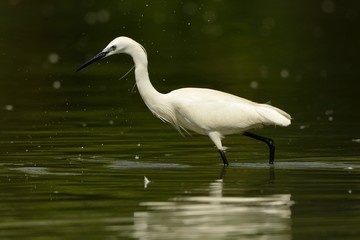 Egretta garzatta