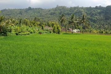Fototapeta na wymiar Risaia sull'isola di Bali