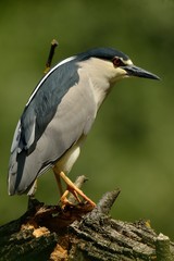 Nitticora