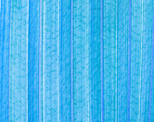 Fototapeta na wymiar Blue texture