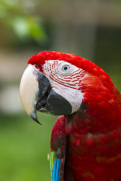 portrait of macaw
