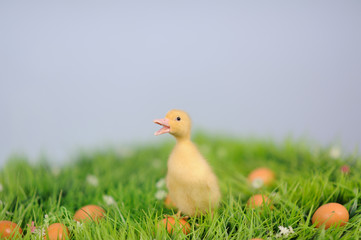 baby duck in green grass with eggs around
