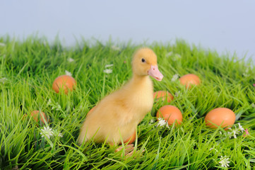 baby duck in green grass with eggs around