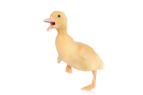baby duck isolated over white background