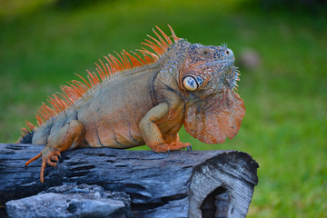 Iguana sitting on a tree trunk in Cozumel - Mexico.