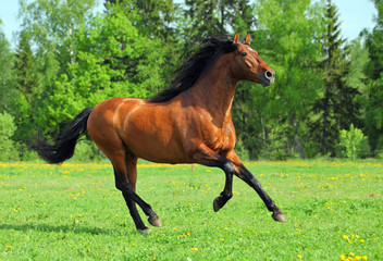 Horse gallops around the pasture