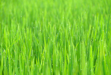 Obraz na płótnie Canvas Grass background with drop of dew