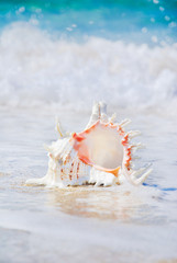 Fototapeta na wymiar big seashell on sandy beach in wave splashes
