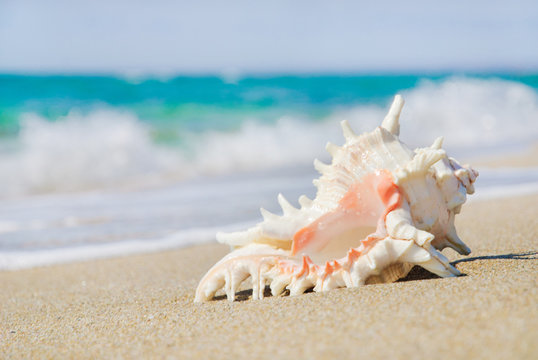 big seashell on sandy beach in wave splashes
