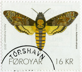 FAROE ISLANDS-2010: Death's-head Hawk moth (Acherontia atropos)