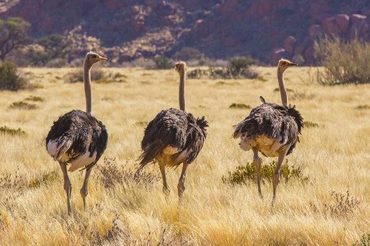 Vogelstrau&szlig;blick, Namibia, Afrika