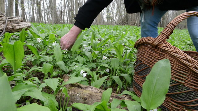 harvesting wild garlic (Allium ursinum)