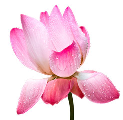 Fototapeta premium Lilia wodna na białym tle