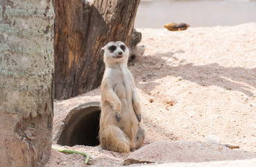 Stand Meerkat