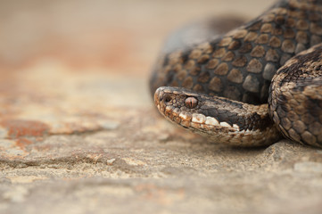 Snake