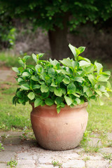 vaso con pianta di ortensie