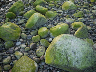 Algige Steine/Insel Rügen