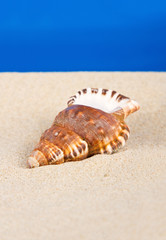 Sea shell in studio