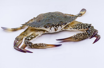 Fresh blue swimmer crab .