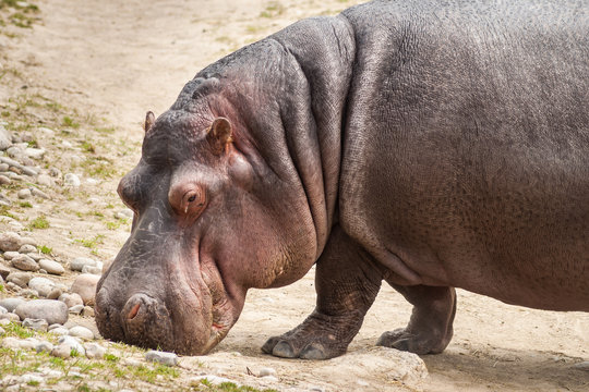Hippopotamus sniffing for food on the ground