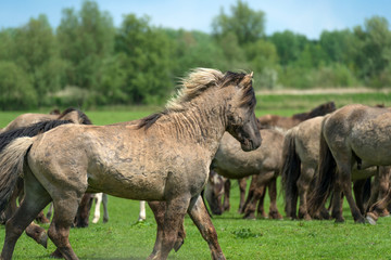 Fototapeta premium Herd of Konik horses in a field in spring