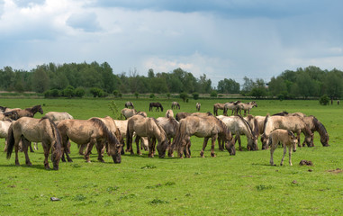 Herd of Konik horses in nature in spring