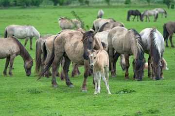 Foal before a herd in spring