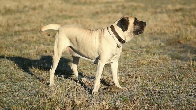 English Mastiff abbaia