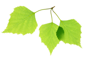 Green birch leaves isolated