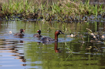 famille de grèbes castagneux dans son milieu naturel
