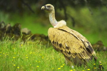 buitre leonado