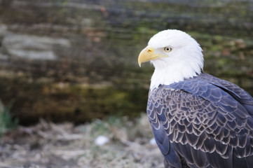 American Bald Eagle
