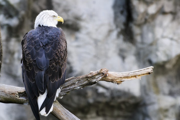 American Bald Eagle