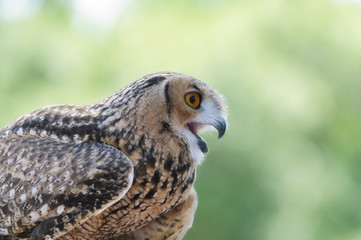 Owl Closeup