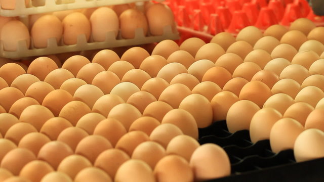 eggs in the tray at farm