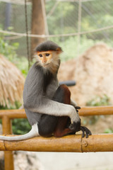 Douc Langur Monkey Pygathrix Nemaeus