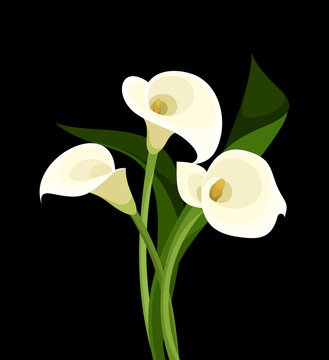 White Calla Lilies On Black. Vector Illustration.