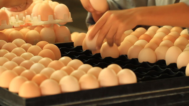 eggs in the tray at farm