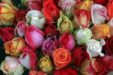 Rosas rosadas-blancas .rojas-