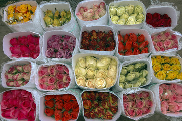Rosa ramos de flores de fondo