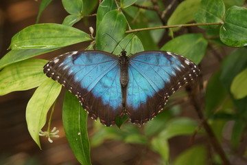 Peleides Blue Morpho - Mopho peleides