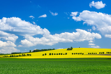 Cultivated raps field in Germany