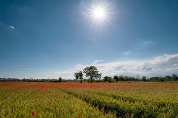 primavera in campagna
