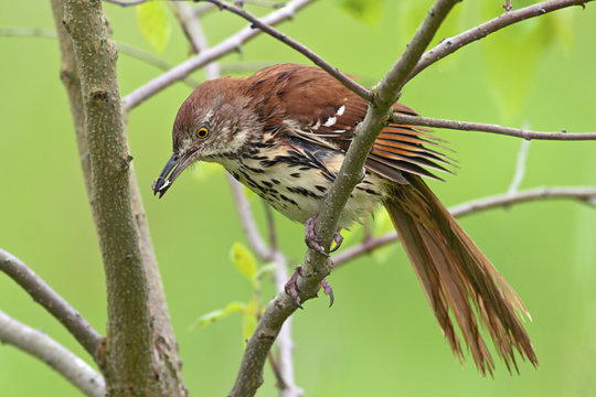 Brown Thrasher