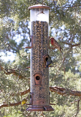Many colorful bright back yard birds on a tall birdseed feeder