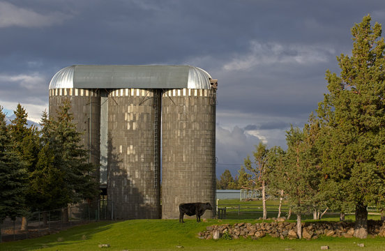 Black cow standing in front of  triple silos on a stormy day